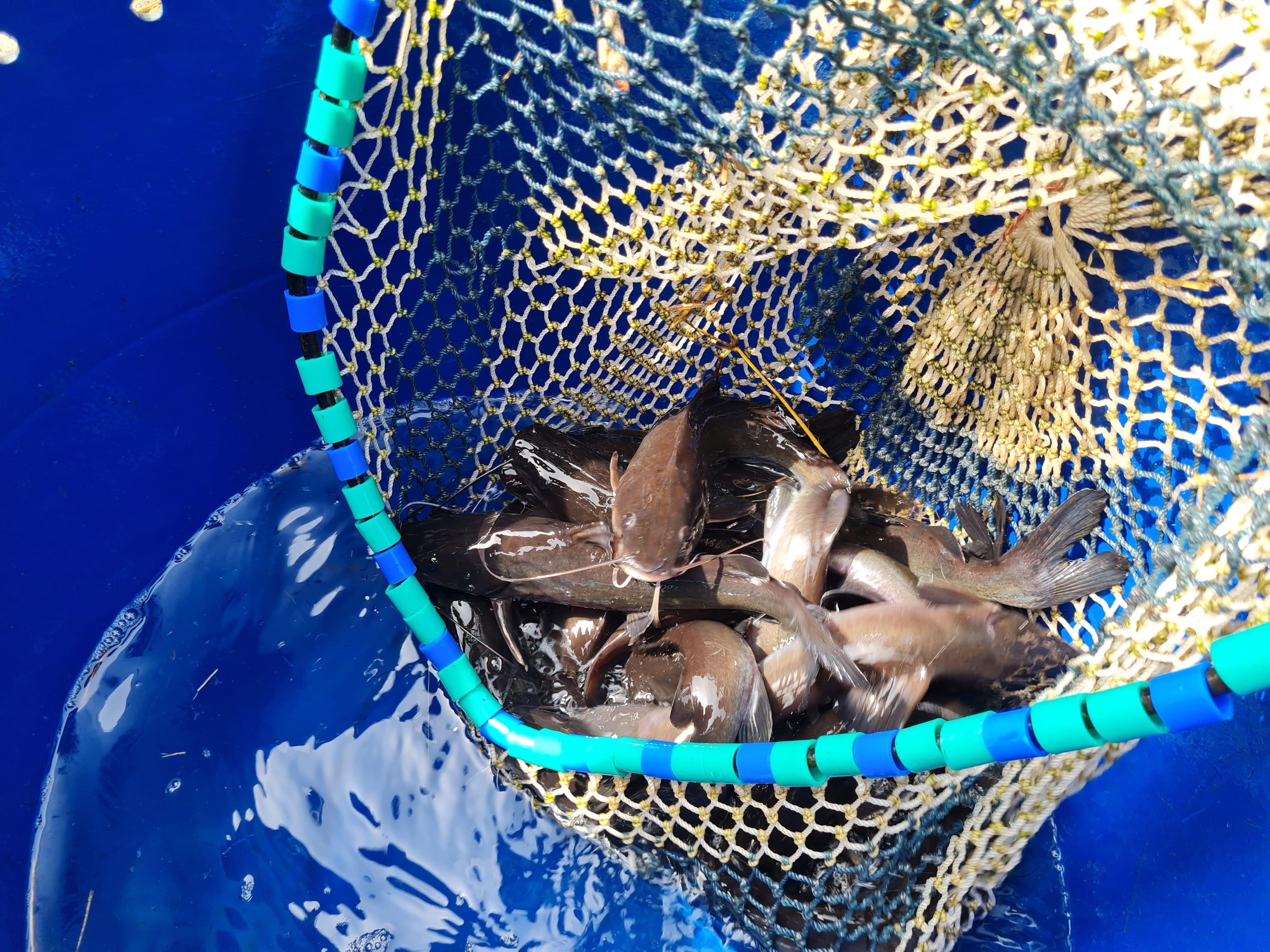Panen ikan beong di Sawangan, Magelang