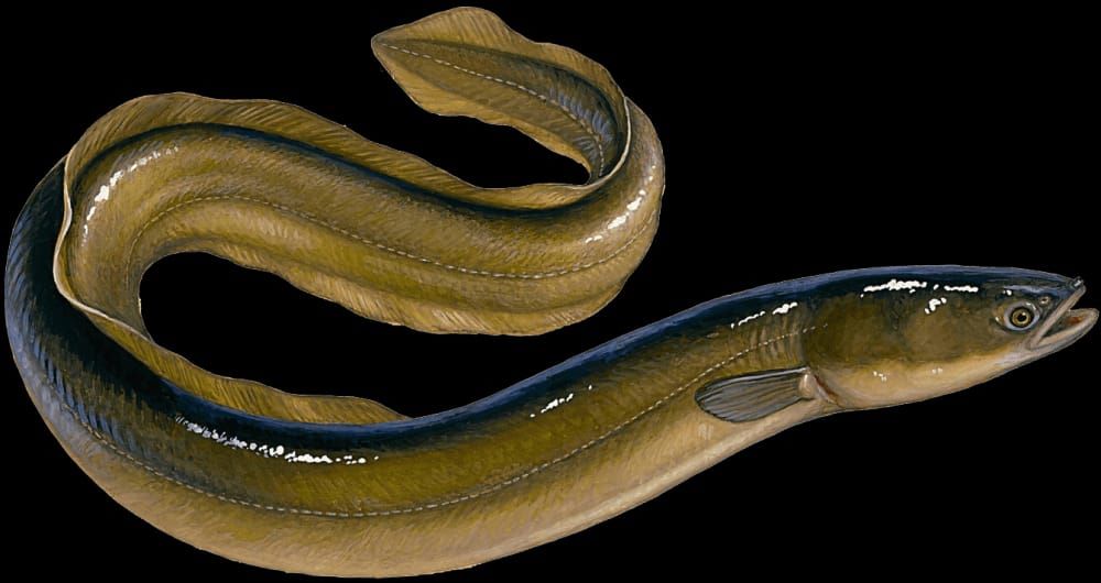 ikan sidat