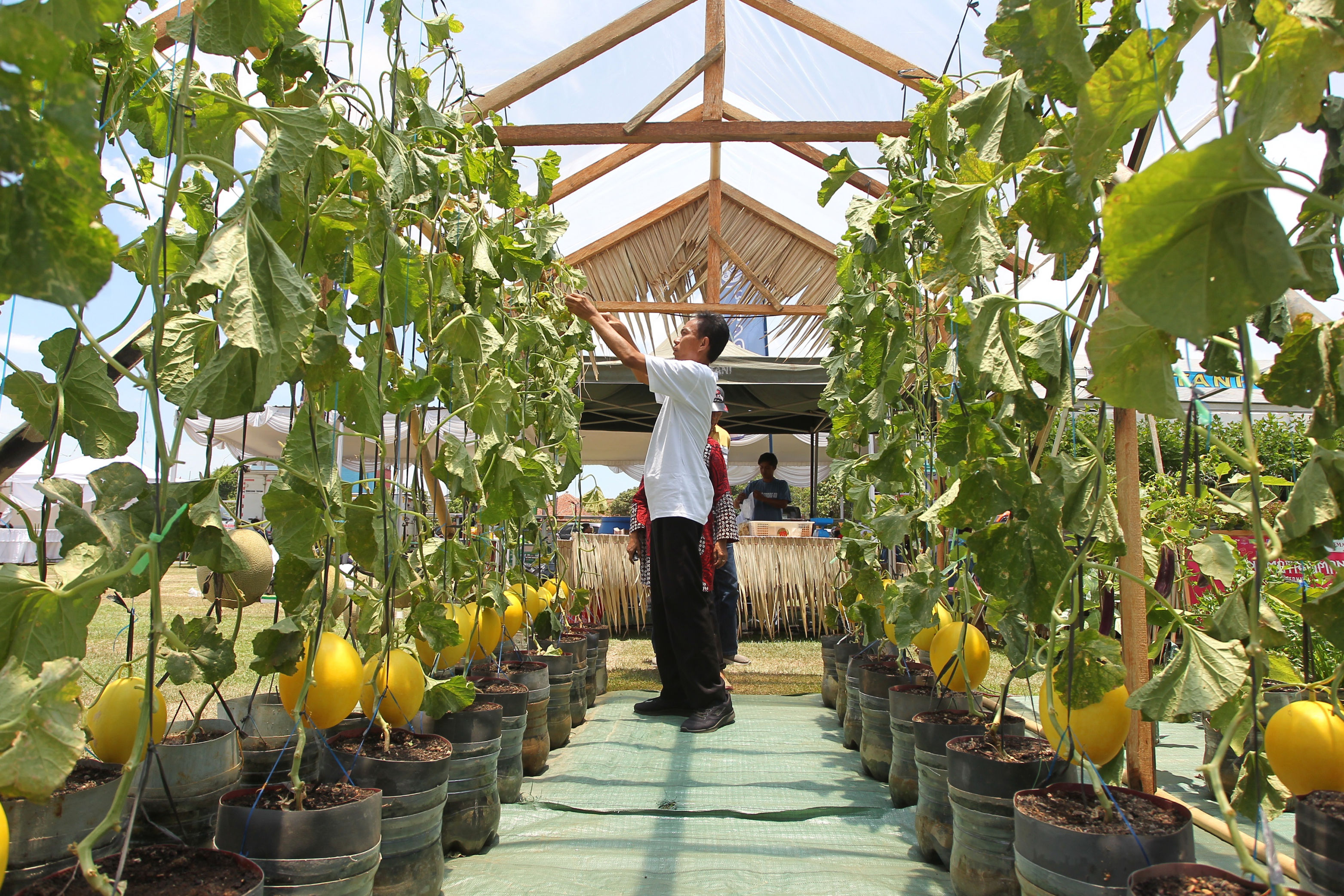 PERCONTOHAN: Peserta dari Kampung Tangguh Kalisuci, Semanu, Gunungkidul, menampilkan budidaya melon dengan sistem cerdas air dalam Festival Lumbung Mataraman, di Lapangan Kenari, Rabu(16/10).  &nbsp;