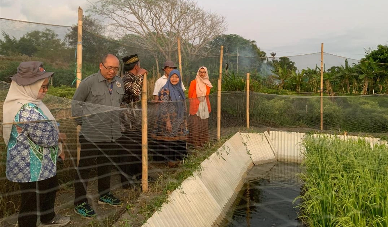 Tim Dit Belmawa mengunjungi lokasi program pengabdian di lahan budi daya ikan nila salin, lahan mina padi, dan ugadi massa Tim PPK Ormawa HMTP Universitas Ahmad Dahlan Yogyakarta.
