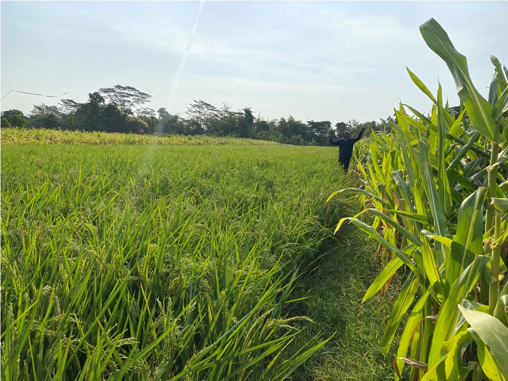 KETAHANAN PANGAN: Petani di Bantul melakukan perawatan tanaman padi dan jagung di lahan sawah agar hasil panen lebih produktif.