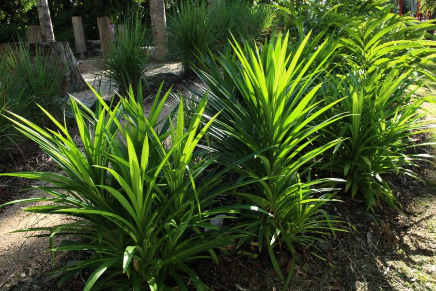 Misteri dibalik wanginya daun pandan.