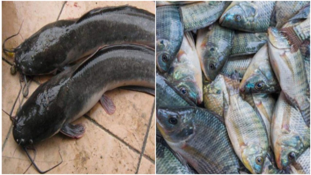 Gambar tentang dua jenis ikan air tawar yang kerap dibudidayakan lantaran mudah berkembang biak dan memiliki nilai jual dan konsumsi tinggi