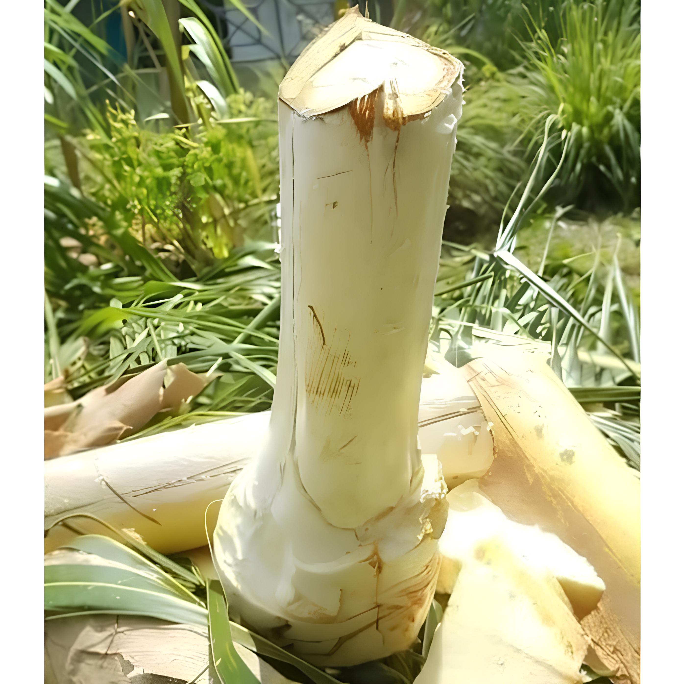 Pondoh atau Umbut Kelapa