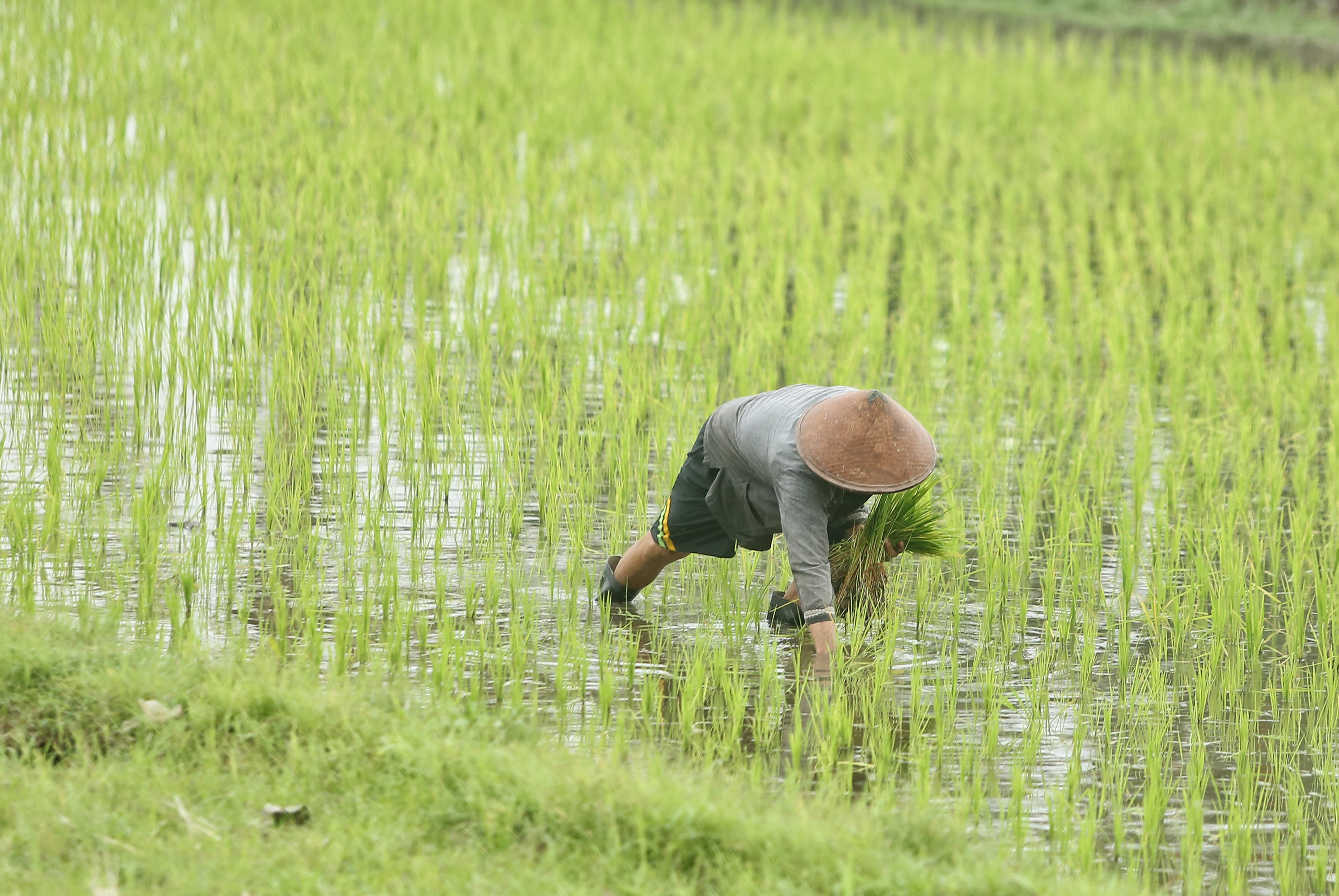 Petani menanam padi