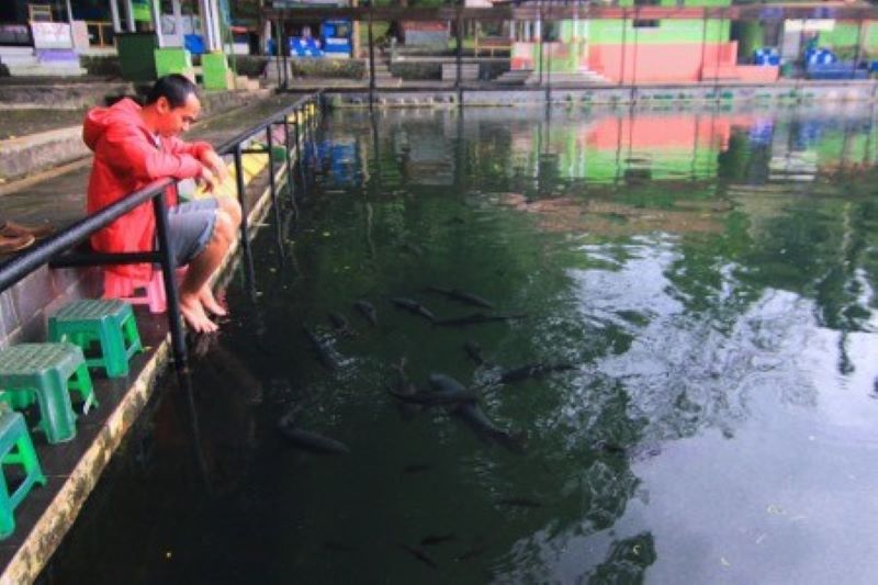 Ikan Dewa di Balong Cigugur.