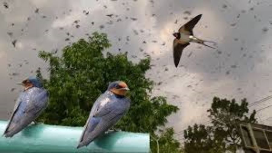 Burung layang-layang (sumber YouTube)
