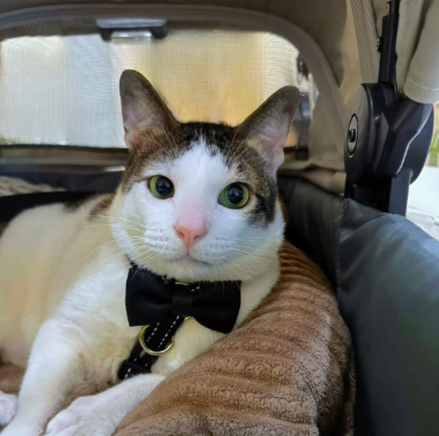 Prabowo Subianto membawa kucing peliharaannya, Bobby, ke Istana usai pelantikannya sebagai Presiden RI.
