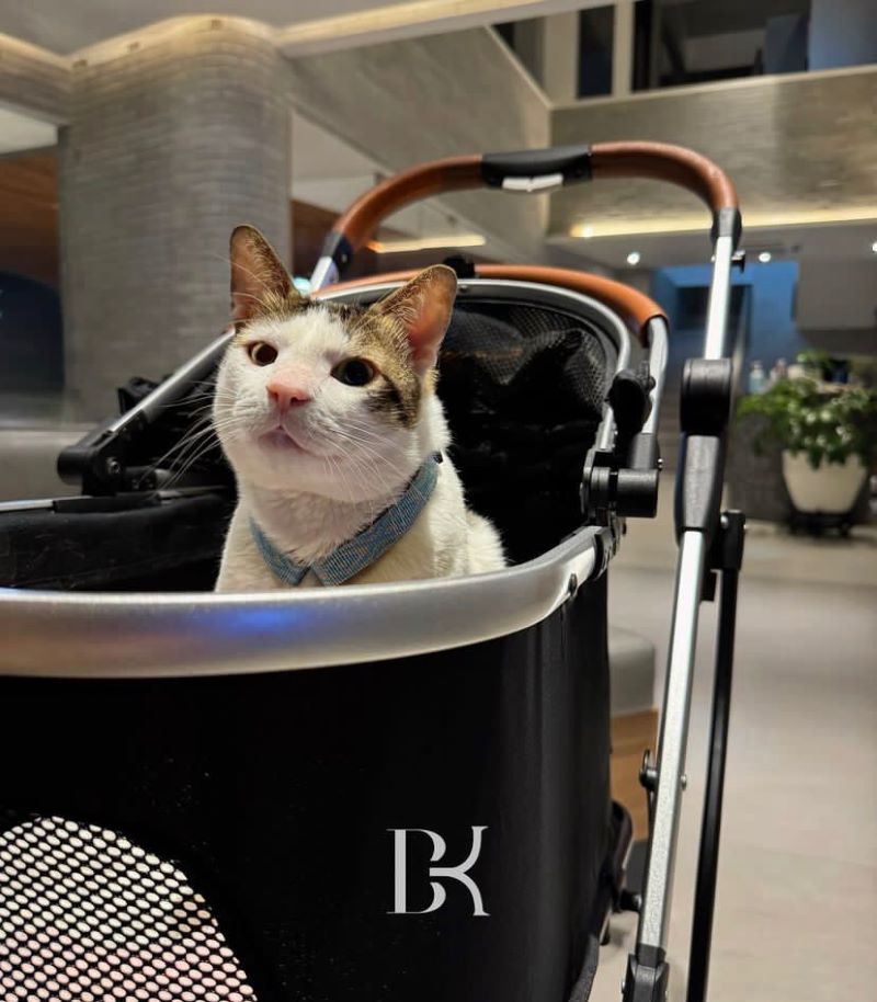 Bobby, kucing peliharaan Presiden Prabowo Subianto.