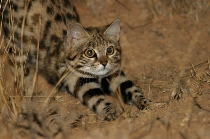 Black Footed Cat.