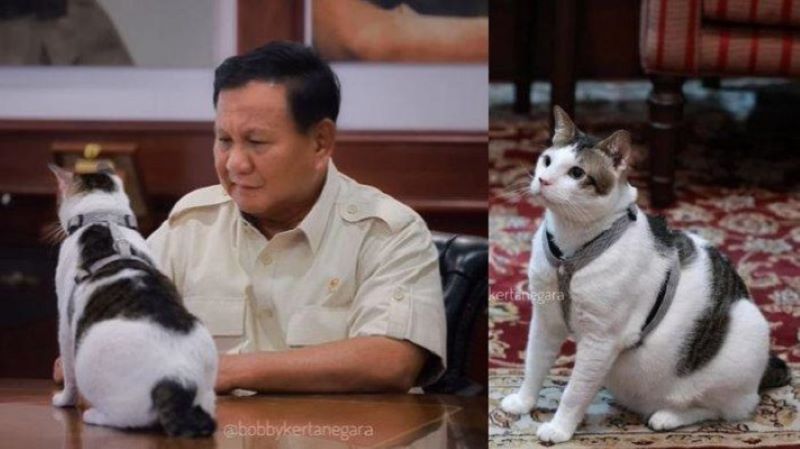 Bobby kertanegara, kucing kesayangan Presiden Prabowo Subianto.