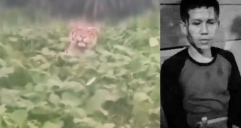 Seekor Harimau Berkeliaran di Desa Sago Kerinci dan serang seorang warga.