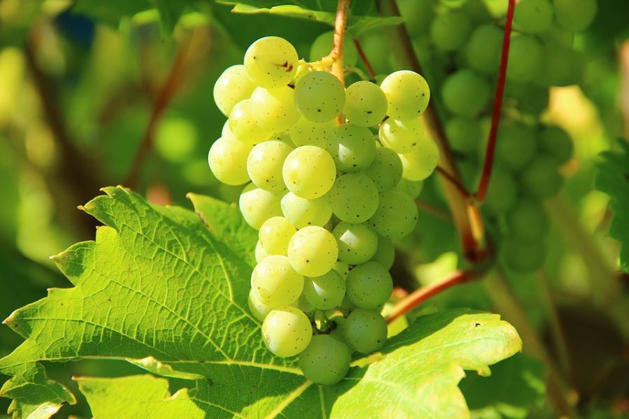 Anggur shine muscat