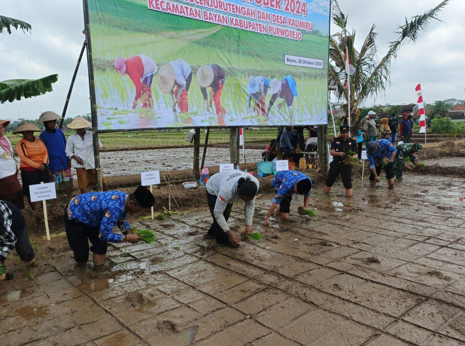 Seremonial percepatan MT1 di Desa Kalimiru dan Kelurahan Sucenjurutengah, stakeholder terkait bersama-sama lakukan tanam padi secara simbolis, Senin (28/10).  &nbsp;
