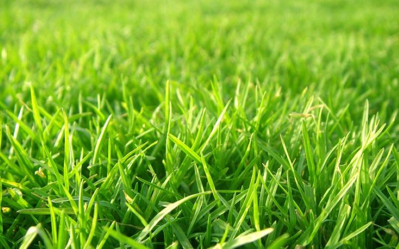 Bentuk daun jarum jadi ciri khas rumput jepang.