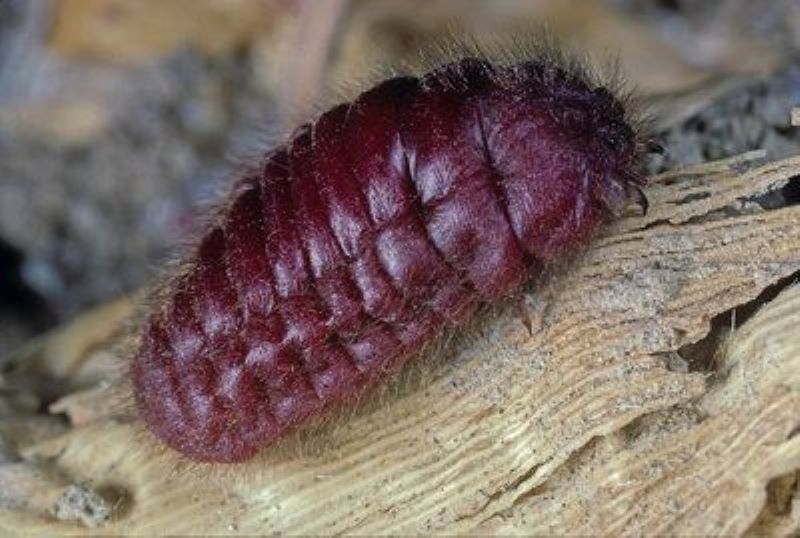 Kutu Karmin atau Cochineal dewasa berbadan besar dan berisi.