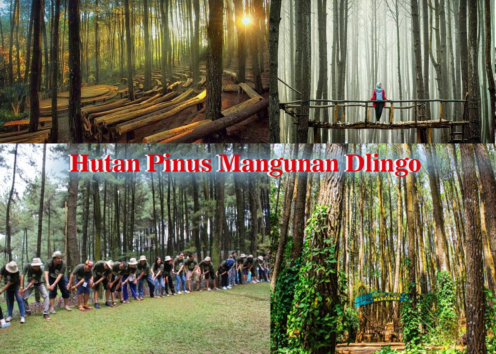 Hutan Pinus Mangunan, Dlingo, Bantul.