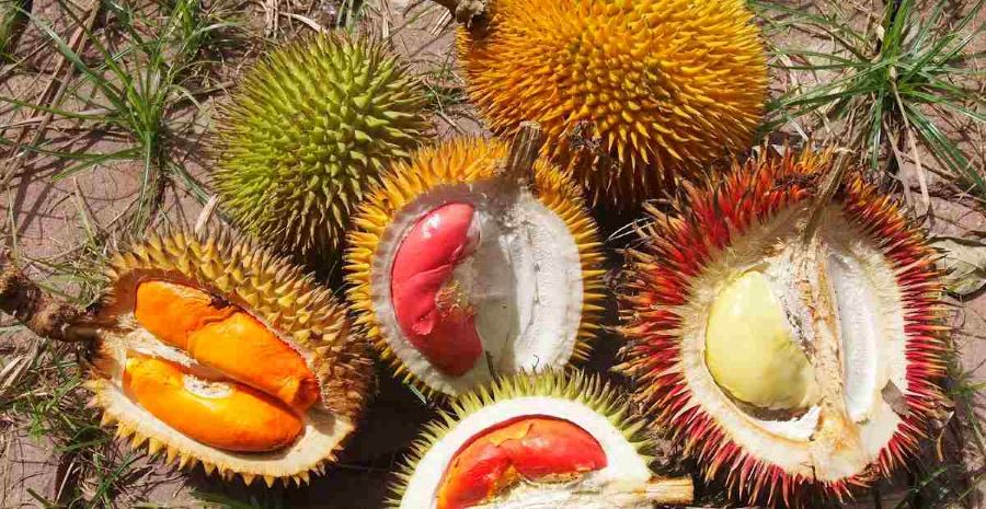 Buah Lai