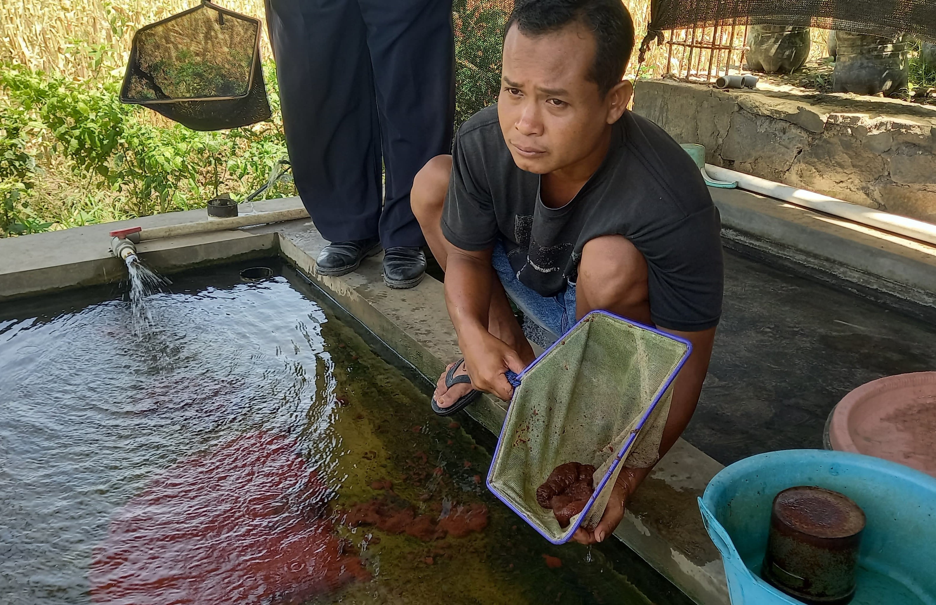 Seorang pekerja menunjukan cacing sutra hasil budidaya yang dilakukan oleh Ari Wibowo warga Sanden, Bantul.