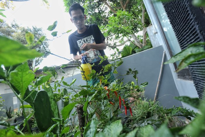 Masyarakat memanfaatkan lahan pekarangan rumah wilayah perkotaan untuk menanam sayuran dan buah guna ketahanan pangan.