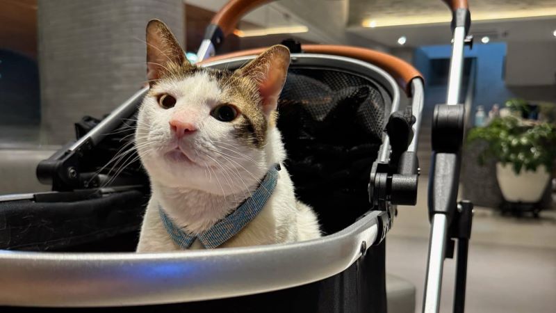 Bobby Kertanegara, kucing kesayangan Presiden Prabowo Subianto.