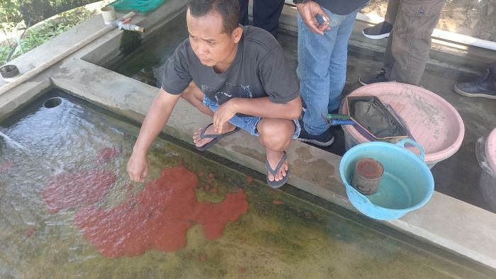PELUANG: Cacing sutra yang sudah siap jual dipisahkan dalam satu kolam yang ada pemompaan air.
