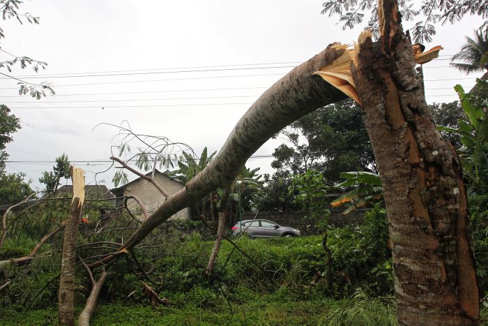 Sejumlah pohon tumbang dampak hujan deras disertai angin kencang, di wilayah Kalurahan Purwobinangun, Kapanewon Pakem, Sleman, Minggu (3/11/2024).