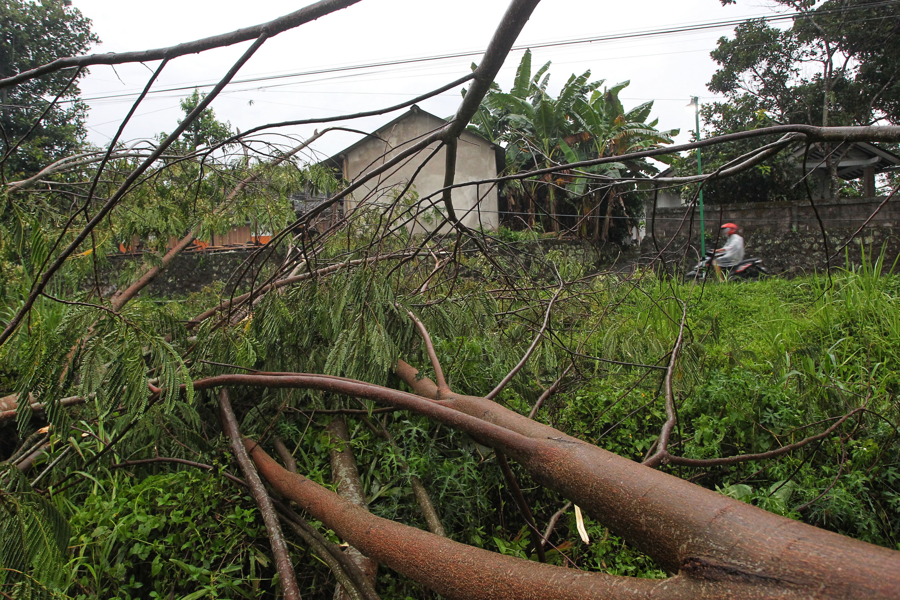 Sejumlah pohon tumbang dampak hujan deras disertai angin kencang di wilayah Yogyakarta.