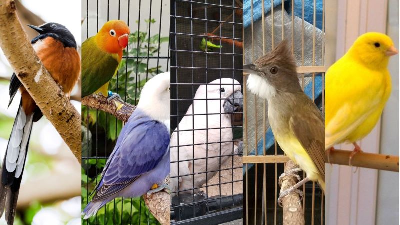 Kolase Burung Hias dan Cantik Murai Batu, Lovebird, Beo, Kenari.