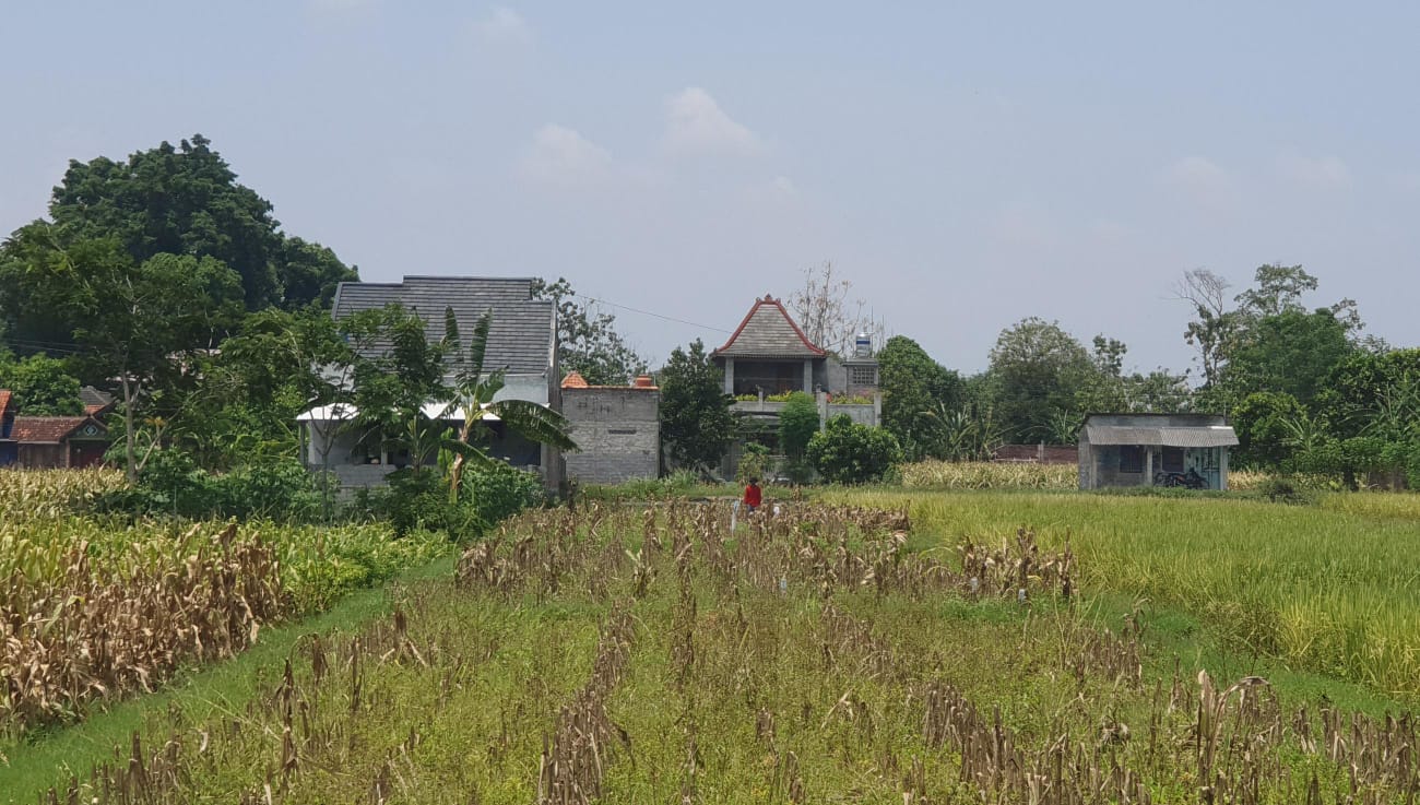 JELANG PANEN - Nampak seorang petani berada di tengah lahan pertanian wilayah Piyungan, Bantul pada Rabu (6/11/2024)