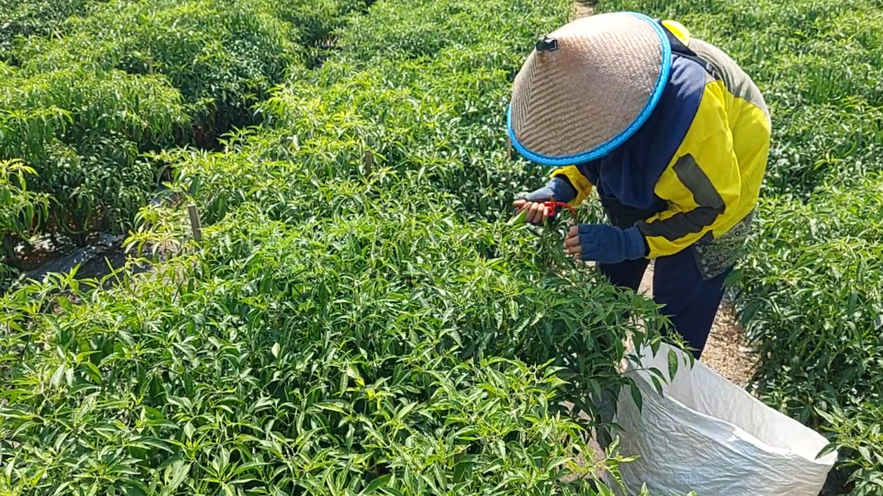 &nbsp;  LESU: Petani cabai di pesisir Kulon Progo tak semangat memanen. Sejak September harga jual cabai terus mengalami penurunan bahkan tak bisa menutup biaya penanaman.