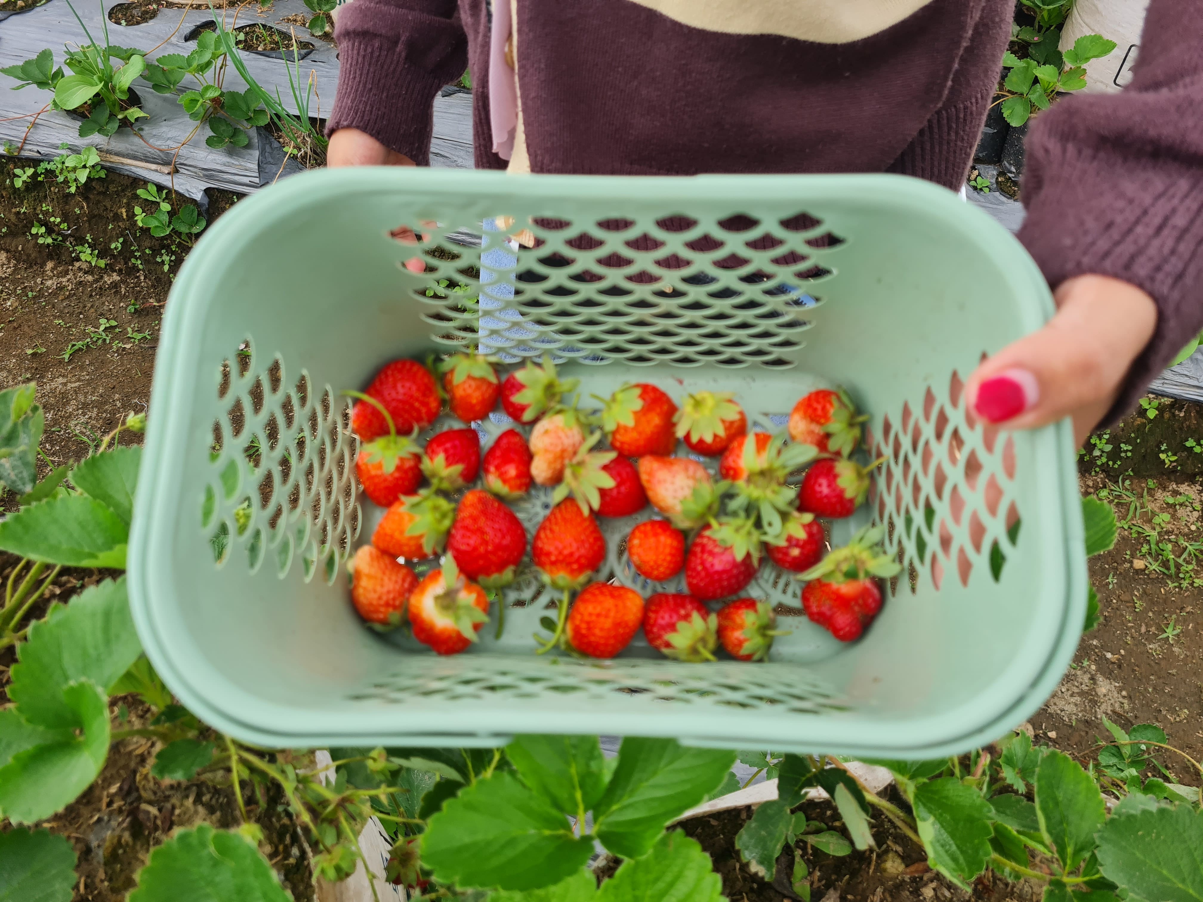 NAILA NIHAYAH/RADAR JOGJA  PETIK SENDIRI: Memetik buah secara langsung dari pohon, selain mengasyikan juga memberikan sensasi tersendiri bagi pengunjung.