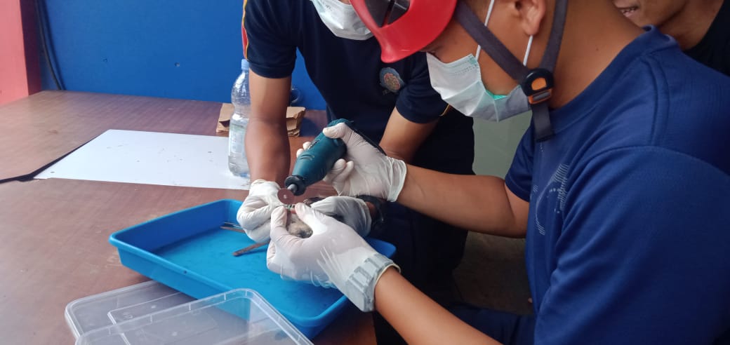 UPT Damkar Kabupaten Magelang  HEROIK: Petugas Damkar Kabupaten Magelang tampak teliti memotong tanduk kambing dan melepas cincin di kaki burung merpati.