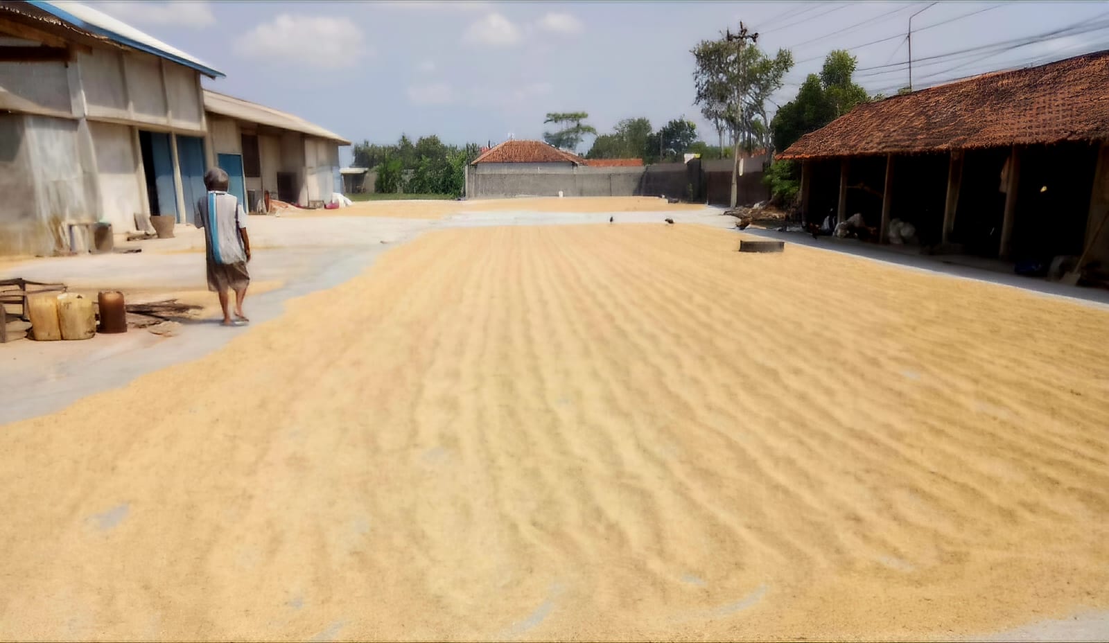 Aktivitas menjemur gabah, petani Kulon Progo.