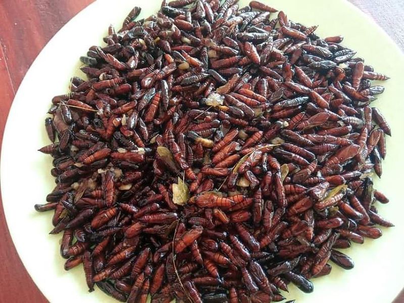 Ulat jati goreng.