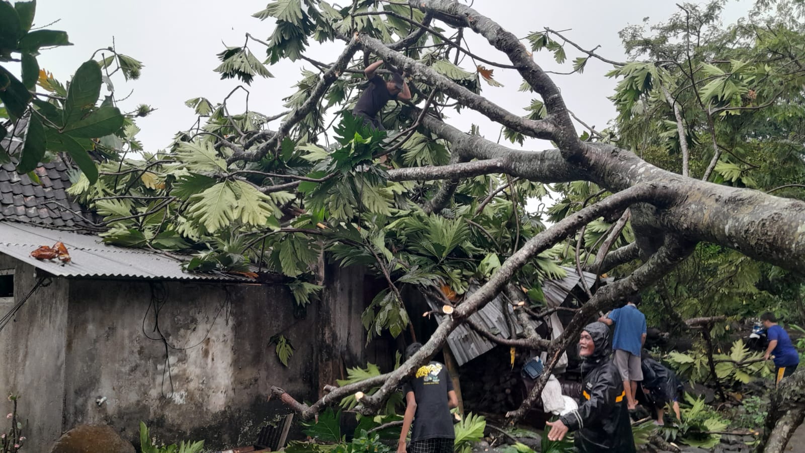 Foto Dokumen BPBD Sleman&nbsp;  &nbsp;  Keterangan Para anggota BPBD Sleman saat menangani pohon tumbang&nbsp;