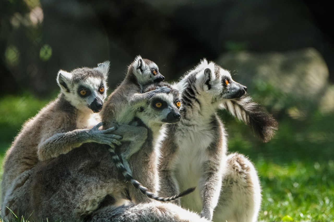 Ilustrasi lemur ekor cincin (Pixabay)