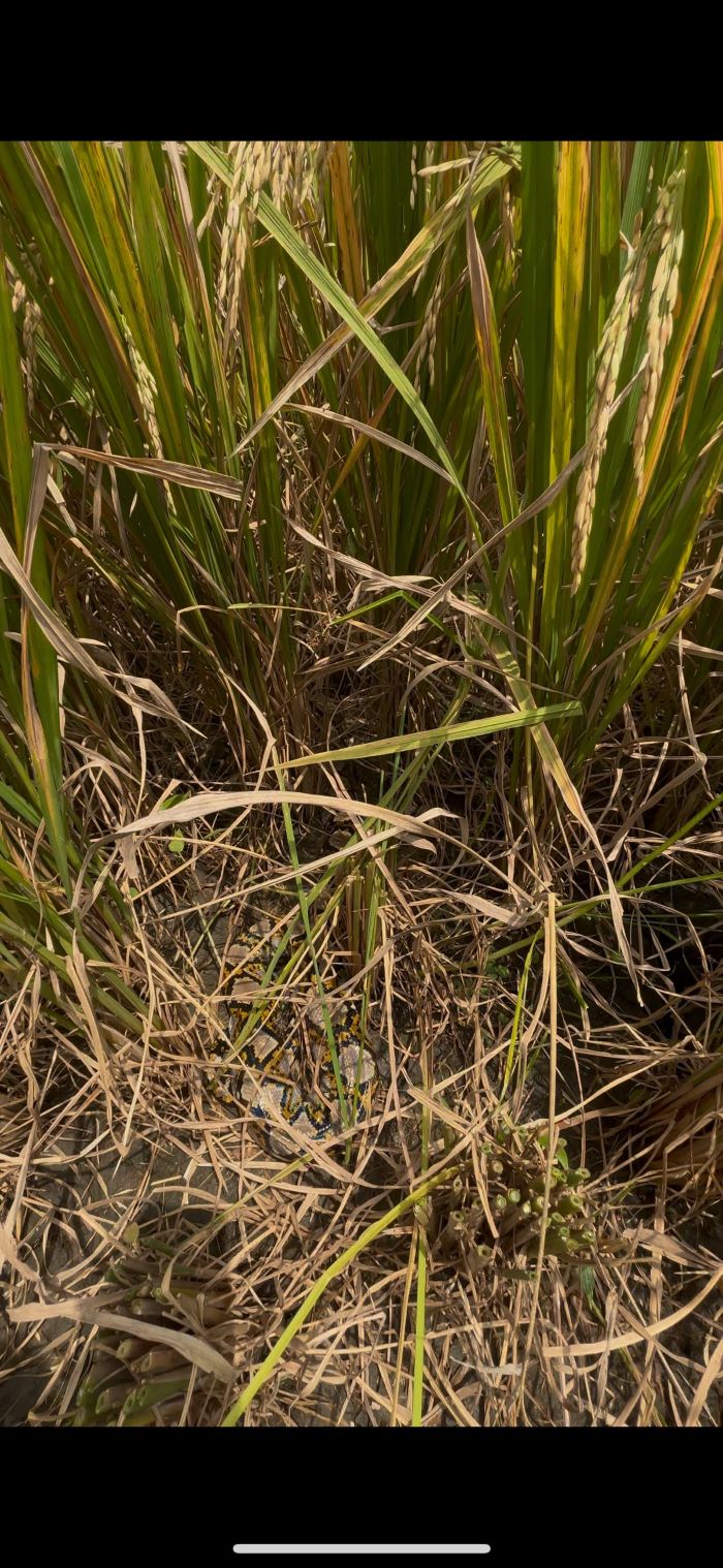 Ular piton yang ditemukan warga Pundong di area persawahan yang sedang dipanennya.