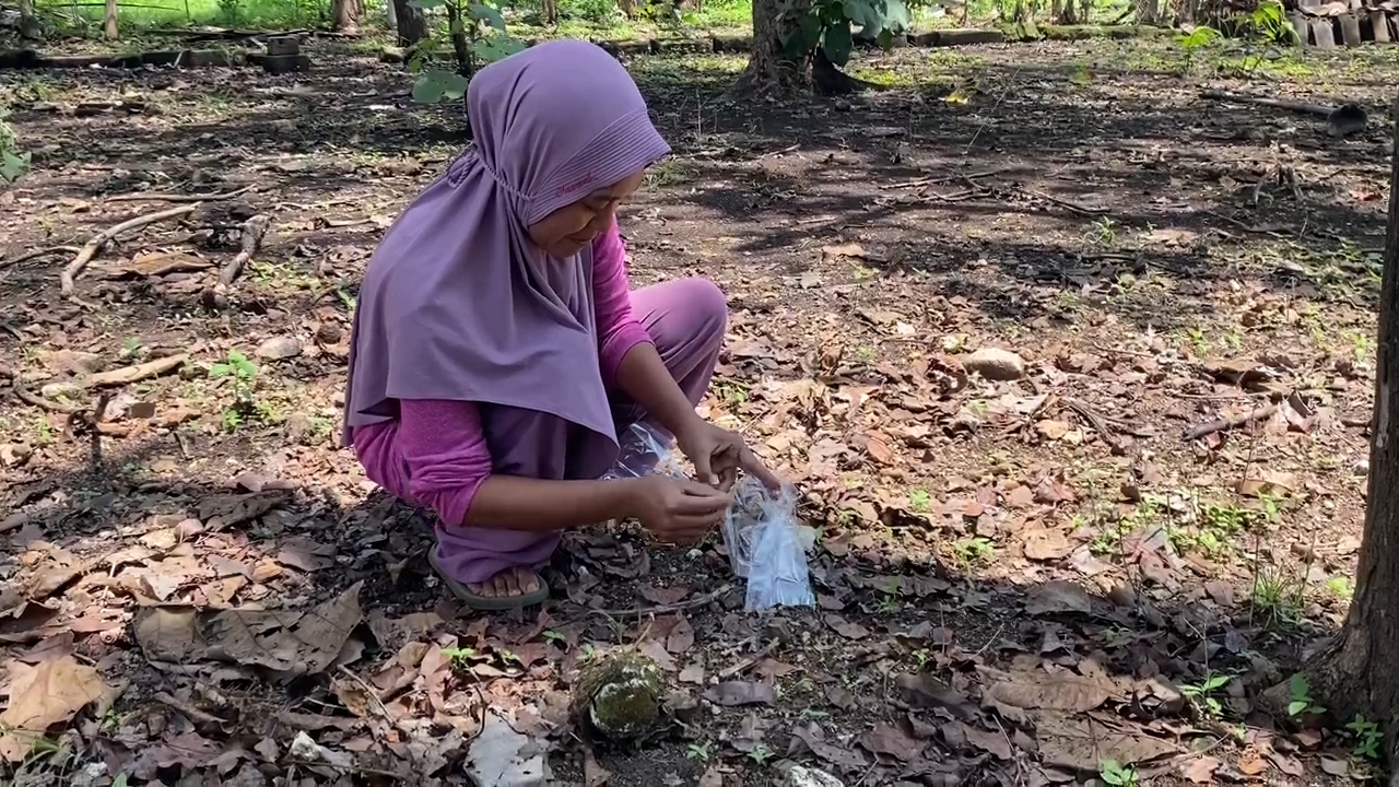 &nbsp;  Warga berburu Ulat Jati di Padukuhan Mokol, Kalurahan Selang, Wonosari, Gunungkidul.