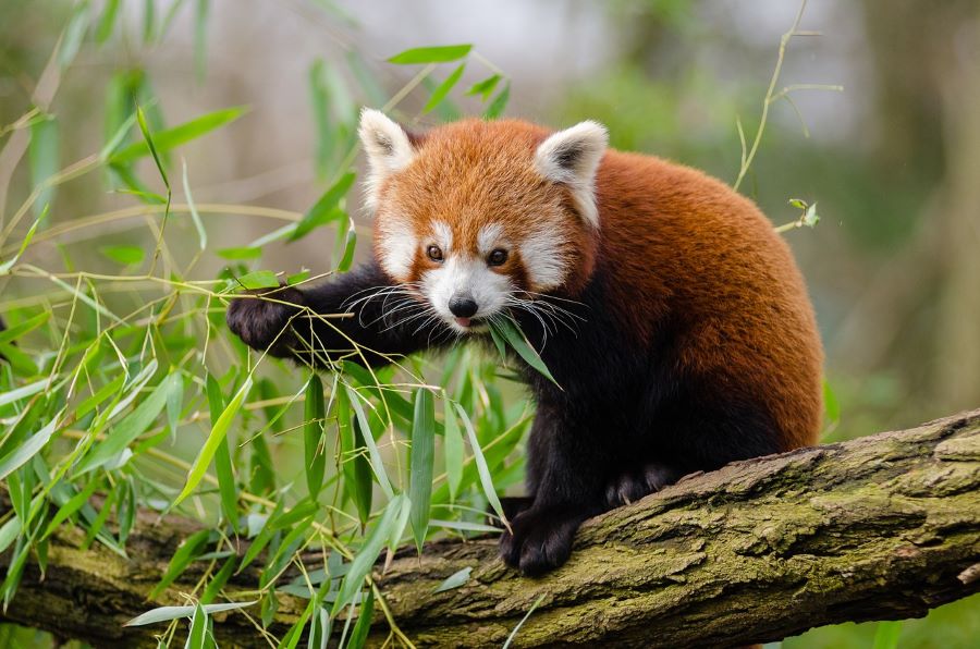 Panda merah
