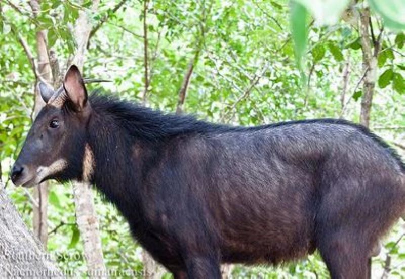 Bentuk asli Kambing Hutan.