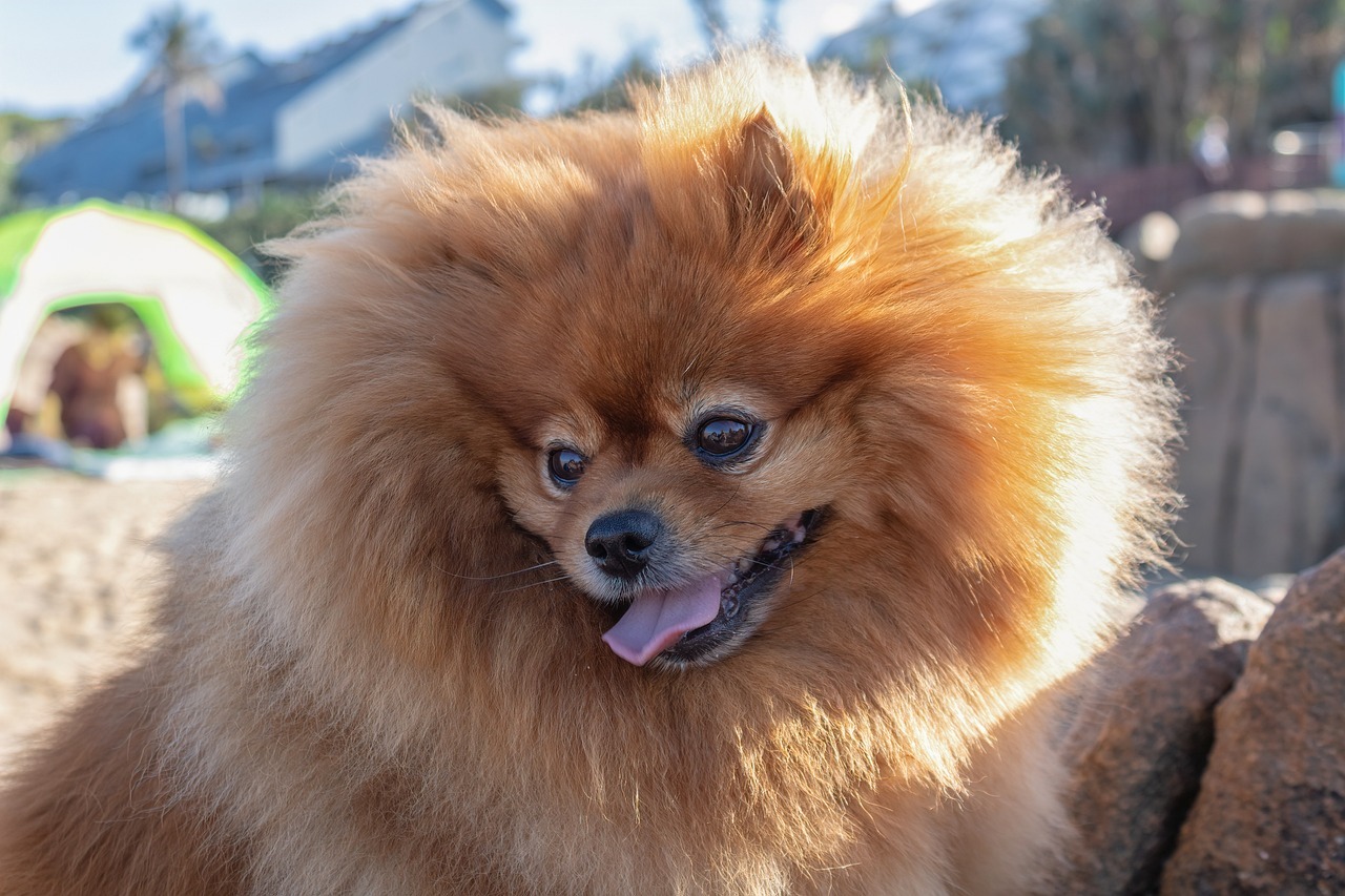 Ilustrasi anjing Pomeranian (Pixabay)