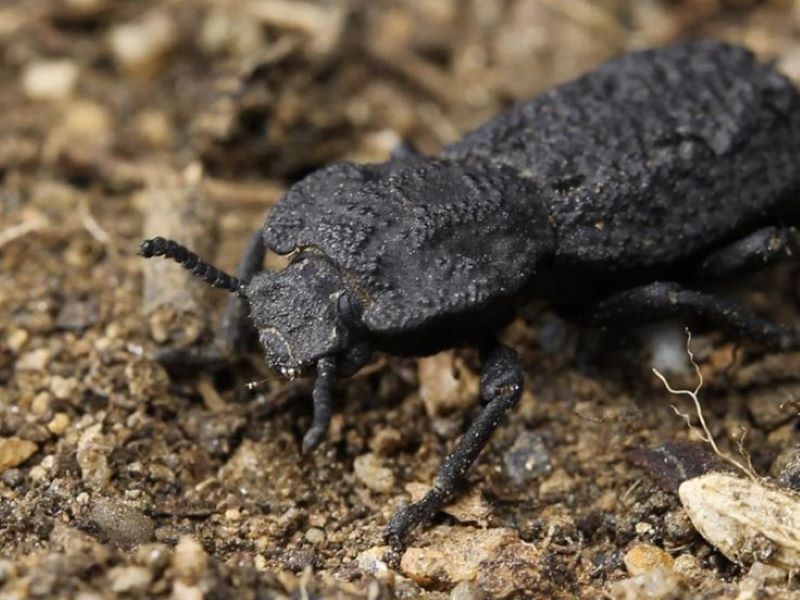 Kumbang besi atau Diabolical Ironclad Beetle dikenal mampu menahan berat ribuan kali lipat tubuhnya.