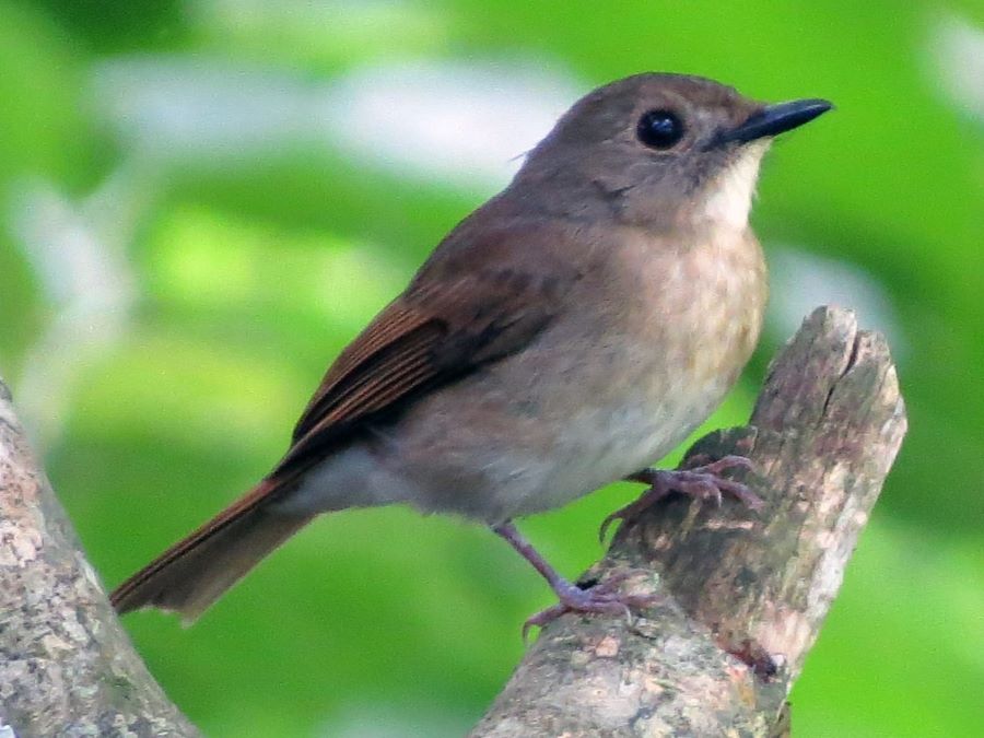 Burung Sikatan Bertengger di batang pohon.