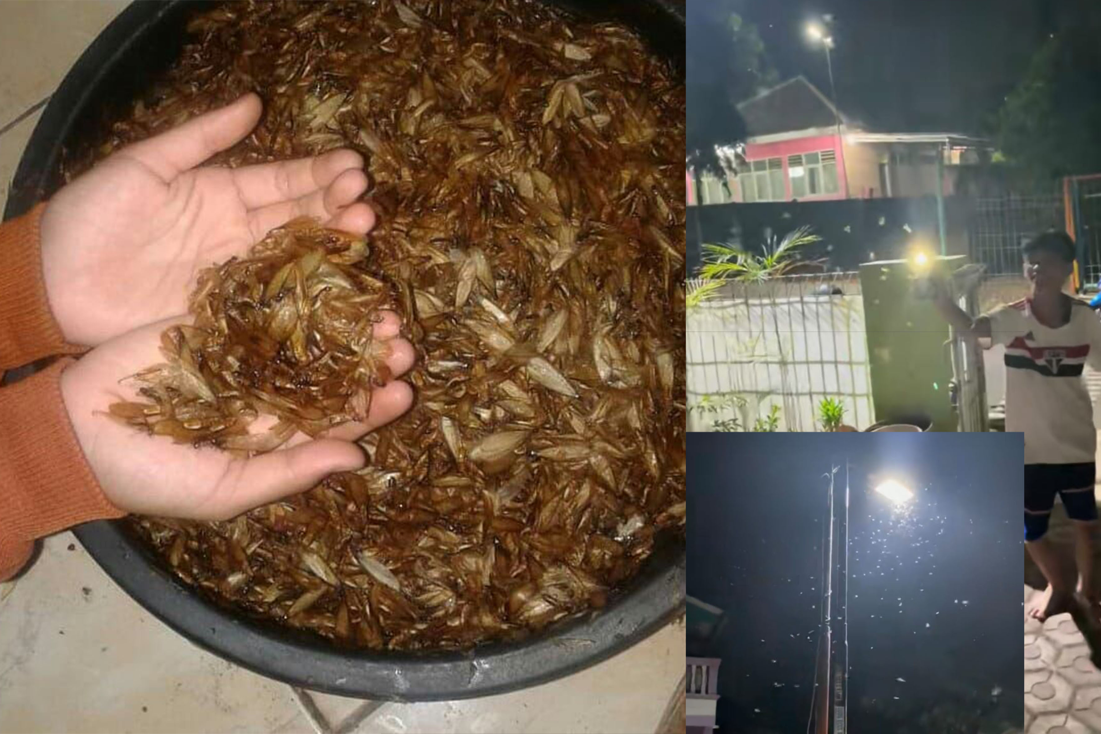 Laron atau sering disebut rayap tebang. Di balik fenomena munculnya laron.