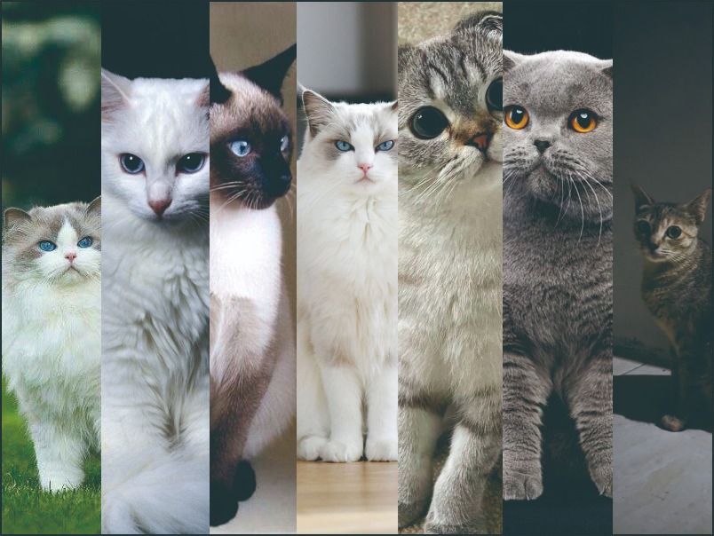7 Jenis kucing bisa jadi refernsimu memilih anabul yang kamu suka.