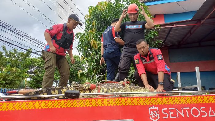 BUKAN HABITAT: Petugas Damkarmat Kota Jogja saat mengevakuasi buaya muara sepanjang dua meter di Sungai Winongo, tepatnya  di Kampung Bener RT 11/RW 3, Tegalrejo, Jogja.