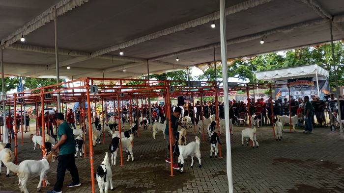 ANTUSIAS: Peternak kambing Peranakan Etawah (PE) Kaligesing saat mengikuti lomba di Pasar Seni Gabusan, Bantul Minggu (1/12/2024).