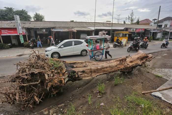 TERDAMPAK: Pohon yang tumbang karena bencana hidrometeorologi di pinggir jalan kawasan Condongcatur, Depok, Sleman Senin (2/12/2024).