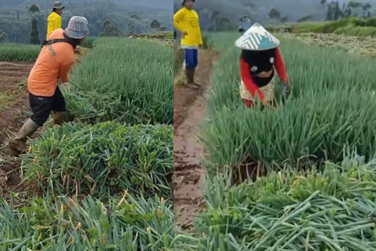 Sejumlah petani di Kumai, Jawa Barat membabat batang daun bawang hasil tanamannya yang didiuga kecewa lantaran harga sayuran semakin anjlok.